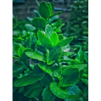 Natural Stevia Plants